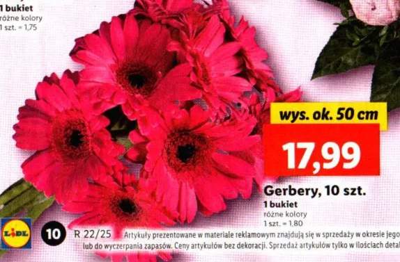 gerbera