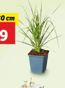 trawa pampasowa