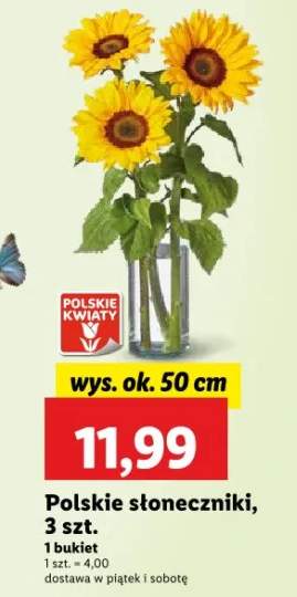 słonecznik