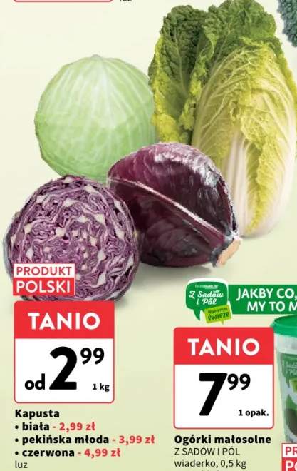 kapusta biała