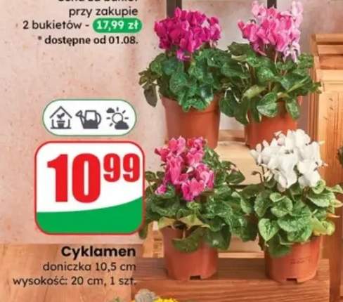 cyklamen