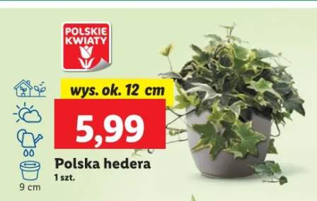 hedera