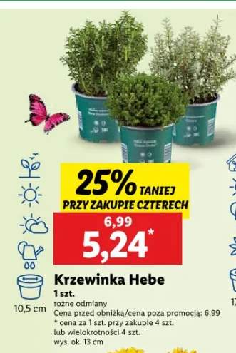 krzewinka