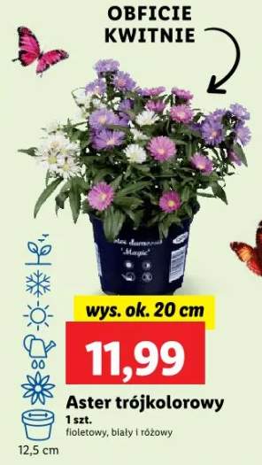 aster