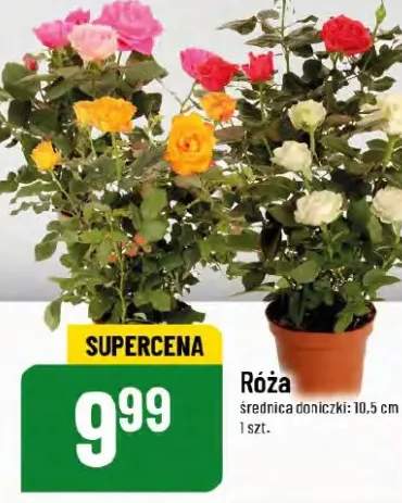 róża w doniczce