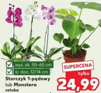 storczyk