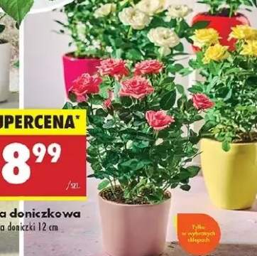 róża w doniczce