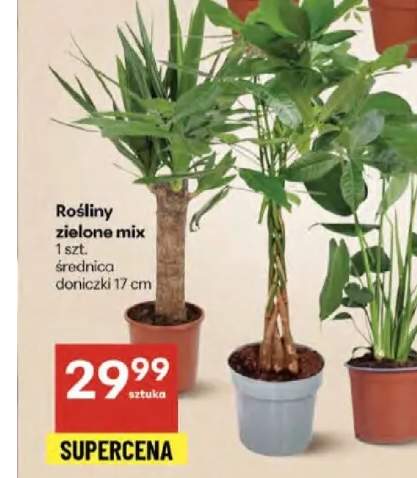 rośliny doniczkowe