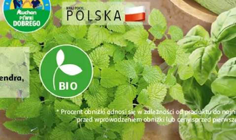 zioła w doniczce