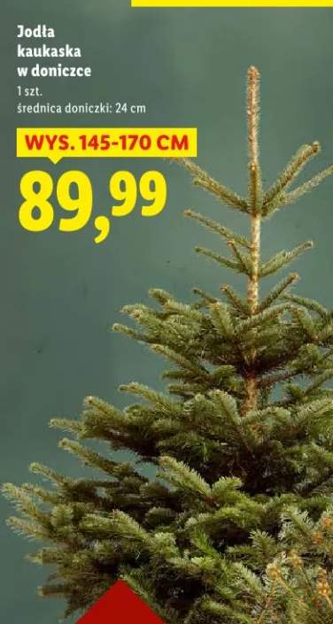 jodła kaukaska