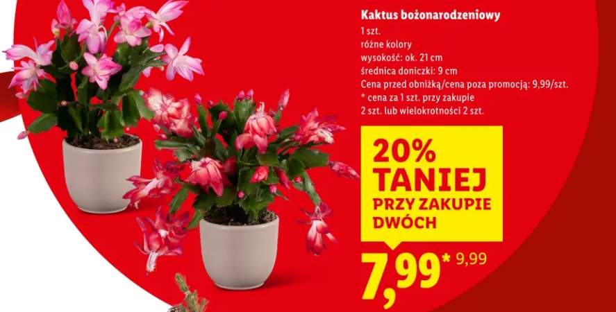 szlumbergera