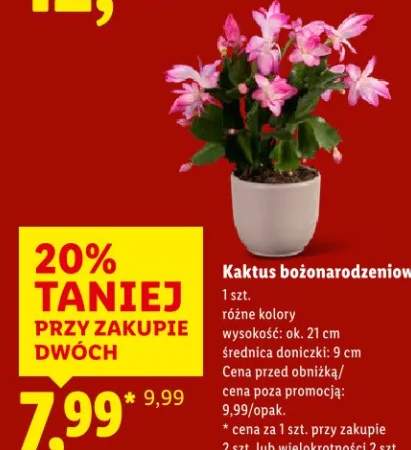 szlumbergera