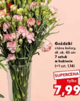 goździki