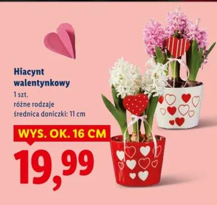 Hiacynt walentynkowy różne rodzaje