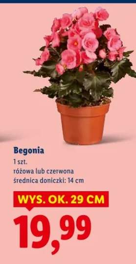 Begonia