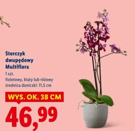 Storczyk dwupędowy Multiflora