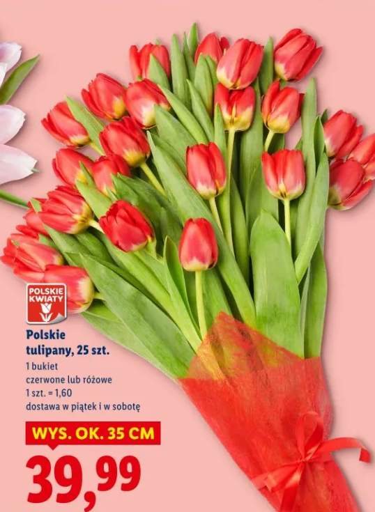 Polskie tulipany czerwone lub różowe 25szt.