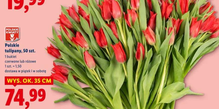 Polskie tulipany czerwone lub różowe 50szt.