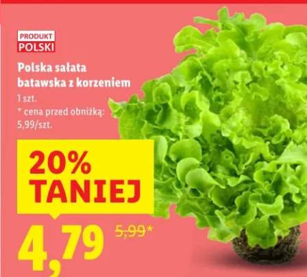 Polska sałata batawska z korzeniem