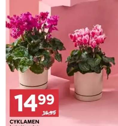 cyklamen