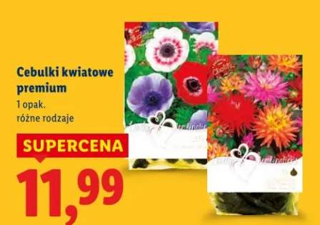Cebulki kwiatowe premium różne rodzaje