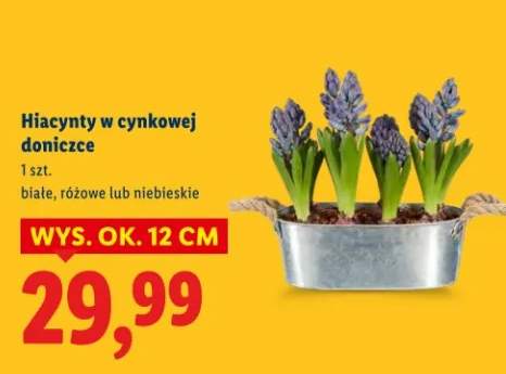 Hiacynty w cynkowej doniczce