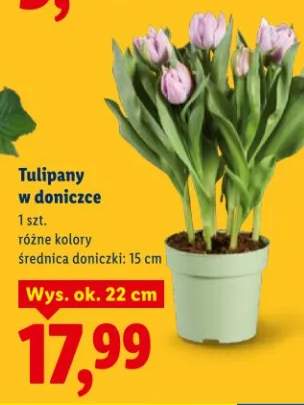 Tulipany w donicce