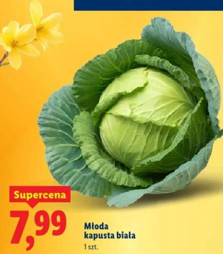 Kapusta biała młoda