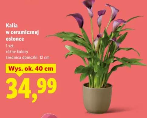 Kalia w ceramicznej osłonce