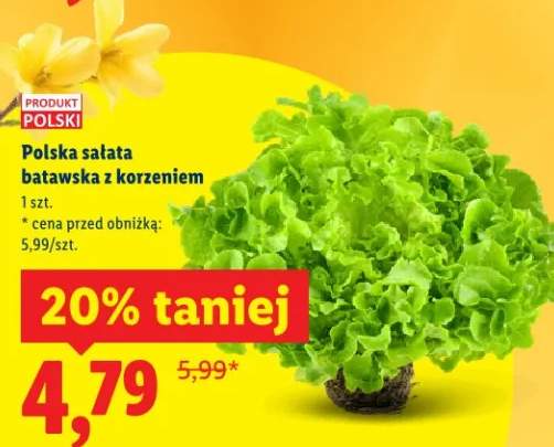 Polska sałata batawska z korzeniem