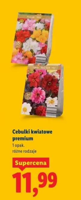 Cebulki kwiatowe premium