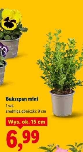 Bukszpan mini