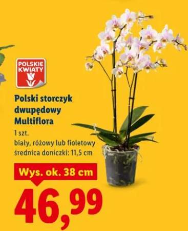 Polski storczyk dwupędowy Multiflora