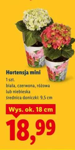 Hortensja mini