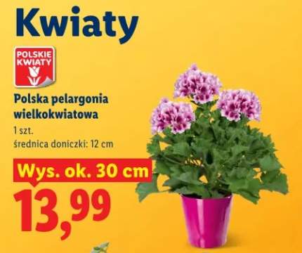 Polska pelargonia wielkokwiatowa