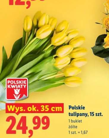 Polskie tulipany wys. ok. 35 cm