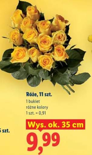 Róże wys. ok. 35 cm różne kolory