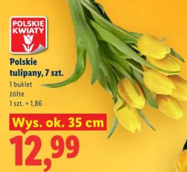 Polskie tulipany wys. ok. 35 cm