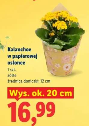 Kalanchoe w papierowej osłonce żółte