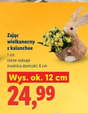 Zając wielkanocny z kalanchoe