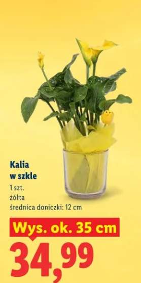 Kalia w szkle