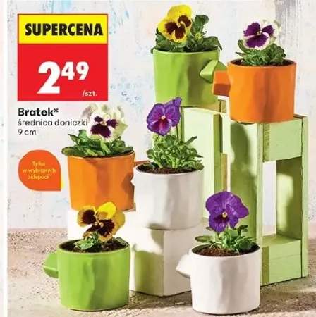 bratki