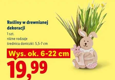 Rośliny w drewnianej dekoracji