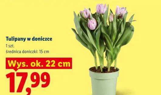 Tulipany w doniczce