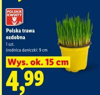 Polska trawa ozdobna