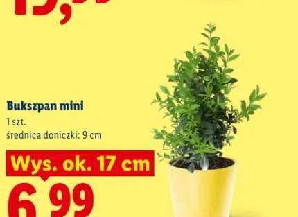 Bukszpan mini