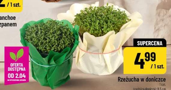 rzeżucha