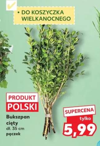 bukszpan