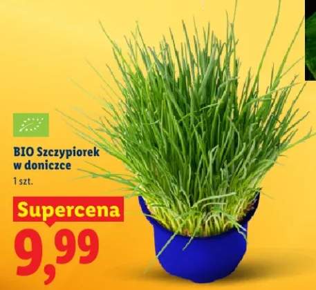 Szczypiorek w doniczce BIO