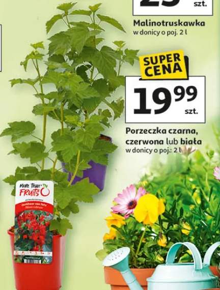 porzeczka czerwona